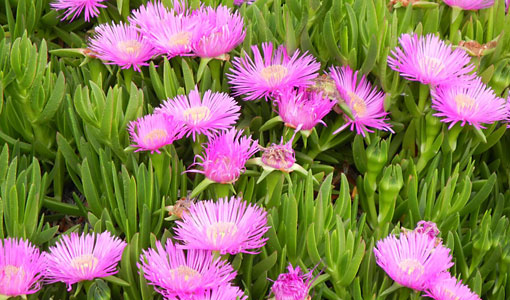 Reichhaltige Flora Griechenland: Reichhaltige Flora